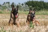 MALINOIS 942